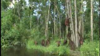 Orangutan Island  Walking Upright [upl. by Durr]