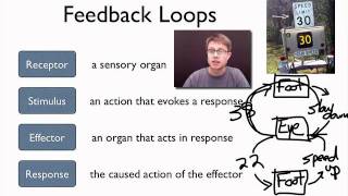 Elements of a Feedback Loop [upl. by Guria]