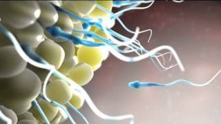 Epic Animation Demo Reel  2010  Nucleus Medical Media [upl. by Nannek244]