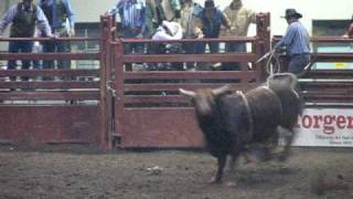 PRCA Pro Rodeo Bareback Bull Helicopter Ride [upl. by Htevi920]