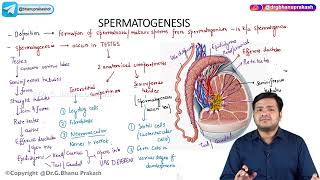 2 General Embryology  Spermatogenesis [upl. by Nerw]