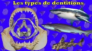 PaLS 07 0103  Les types de dentitions [upl. by Poler596]