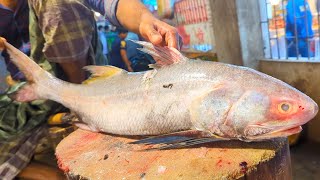 Amazing Salmon Lakka Fish Cutting amp Cleaning Skills In Bangladesh Fish Market By Expert Cutter [upl. by Anileba]