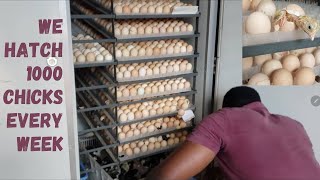 We hatch 1000 chicks every week from a 5280 capacity incubator [upl. by Ariaic]