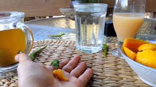 Geckos Lining Up to Eat From Our Hands [upl. by Becka]