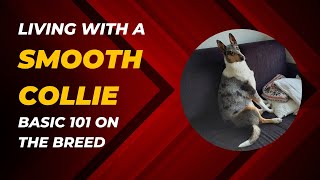 Life with a smooth collie Basic 101 on the breed [upl. by Zoes]