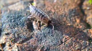 The Secret Life of Woodlice [upl. by Gunner]