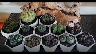 Repotting some of cacti [upl. by Giwdul]