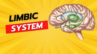 Limbic system [upl. by Brufsky]