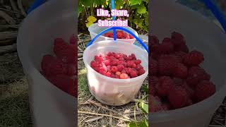 Picking Raspberries for Cheesecake Topping gardening homesteading berries [upl. by Akinimod]