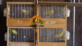 Waterslager Canary Training Video  Enhance Your Young Birds Singing Skills [upl. by Fowle]