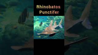 Rhinobatos punctifer classification and commentary [upl. by Leoine756]