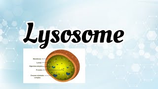 Lysosome structure amp function [upl. by Brandwein599]