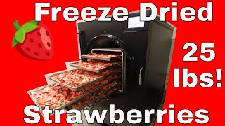 25 lbs of Freeze Dried Strawberries [upl. by Hewart]