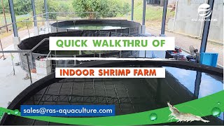 Exploring Indoor Shrimp Farming A Quickwalk Through the Biofloc Technology Setup [upl. by Grider]