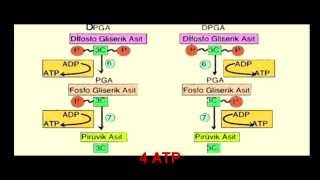 Yalvaç Fen Lisesi Oksijenli Solunum Şarkısı [upl. by Atinor844]