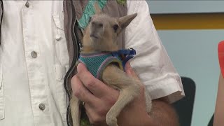 This baby Patagonian cavy needs a name [upl. by Eugenie]