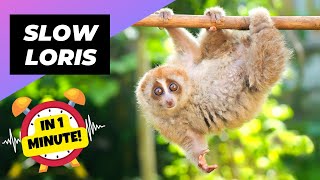 Slow Loris  In 1 Minute 🦥 One Of The Cutest But Dangerous Animals In The World  1 Minute Animals [upl. by Willetta]