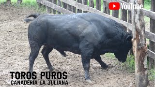 Llegada de los toros puros a la Ganadería La Juliana de los Hnos Cumplido Mendoza [upl. by Nagiam521]