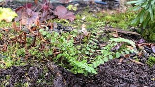 Spleenwort Fern Asplenium Trichomanes Planting  December 27 [upl. by Sunev]