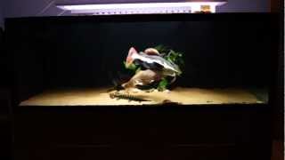 Feeding my SB RTC marble stingray japanese perch florida gar and more [upl. by Botti]