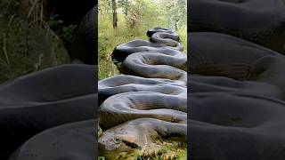 Largest And Deadliest Snake [upl. by Sevart739]