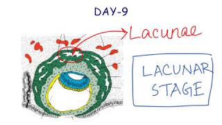 Second Week Of Development  Embryology  Anatomy [upl. by Pembrook211]