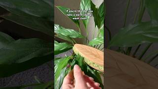 this helps get rid of dust on plants plants plant plantshorts nature houseplants indoorplants [upl. by Meyers]