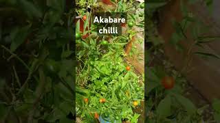 Dalle khursani pahadi chilli 😋 akabare hotchilli spicy [upl. by Schweiker]