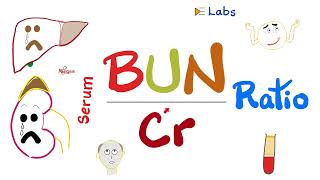 Serum BUNtoCreatinine Ratio BUNCr ratio  Kidney Function Tests  Nephrology Labs [upl. by Muriah]