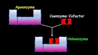 Apoenzyme Holoenzyme Coenzyme amp Cofactor [upl. by Diskson]