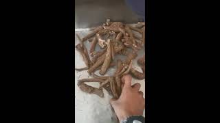 Costus Root saussurea lappa Qust al Hindi make powder [upl. by Raymund]