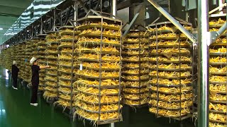 Worlds Most Expensive Root  Korean Ginseng Harvesting And Processing in Factory [upl. by Warfeld]