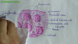 Histology of peripheral nerve [upl. by Yrkcaz]