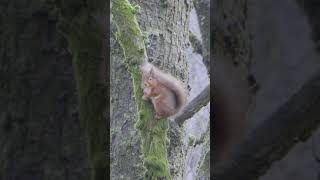 Red Squirrel in Hardknott Forest [upl. by Tlaw]