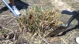 How to dig and divide ornamental grasses  Tip from Alwerdts Gardens in Altamont Illinois [upl. by Rafaela619]