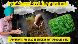 DAY 7 Too Much Rain My Saag Garden Is Flooded बूंदाबांदी में साग की बर्बादी मिट्टी हुई पानीपानी [upl. by Emee784]