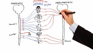 Pharmacology  AUTONOMIC NERVOUS SYSTEM MADE EASY [upl. by Nwahsyt]