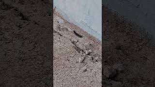 The crow caterpillar is running away ulat ulatgagak animals animal animalshorts animalvideos [upl. by Aikemal657]