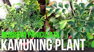 Kamuning Plant Murraya paniculata Native na Halaman sa Pilipinas [upl. by Eeneg]