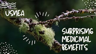 Usnea Surprising Medicinal Benefits [upl. by Yartnoed]