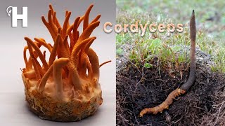 The Worlds Most Expensive Fungus  Cordyceps  Awesome Cordyceps Militaris Cultivation  Happy Farm [upl. by Ynaffital3]