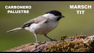 CARBONERO PALUSTRE  MARSH TIT  Parus palustris 4K [upl. by Seibold602]