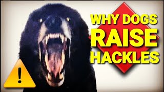 Why Do Dogs Raise Their Hackles Does It Mean Aggression [upl. by Buddy]