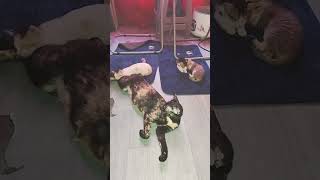 Cute cat taking nap dancer dance shorts short viral trending challenge funny trend cat [upl. by Sharia]