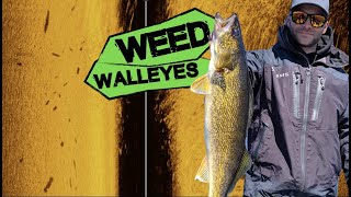 Spring Walleye Fishing In The Weeds [upl. by Lenzi]