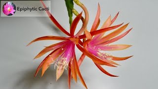 Disocactus hybrid  ‘Jalisco Joy’ [upl. by Townshend]