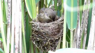 Reed Warbler Nest 62 [upl. by Enomyar]