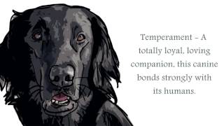 Flat Coated Retriever Video [upl. by Harriman559]