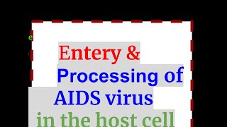 Process of entering of AIDS virus in the host cell [upl. by Wilkison]